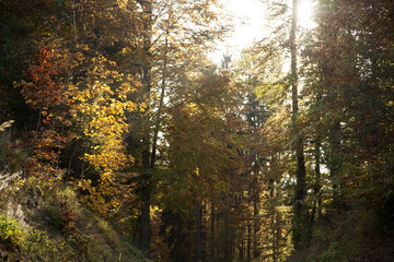 Fototapeta premium Fall in the forest