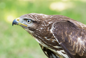 Close up of a Golden eagle (Aquila chrysaetos)
