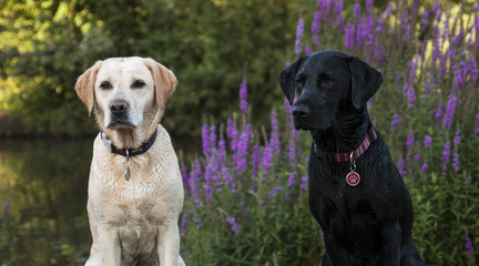 labradors