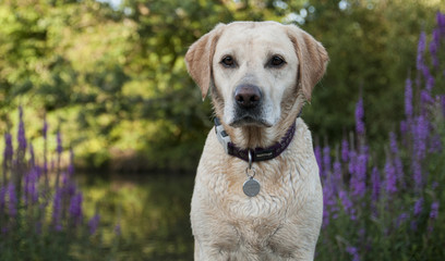 wet labrador