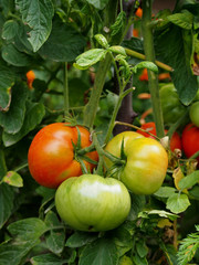 Tomatoes growing in garden