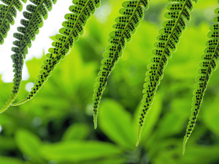Fern