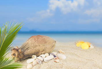Sea shells and coconut fruit on beach background collection