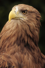 Fototapeta premium european eagle