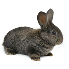 black little rabbit isolated on white background