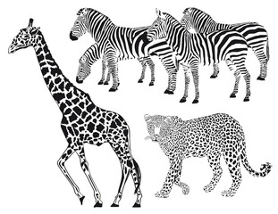 Fototapeta na wymiar Leopard, Zebra, Giraffe