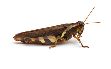 Grasshopper