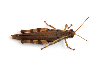 Grasshopper