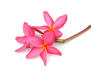 Tropical flowers frangipani (plumeria) isolated on white backgro