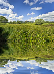 summer meadow with high green grass