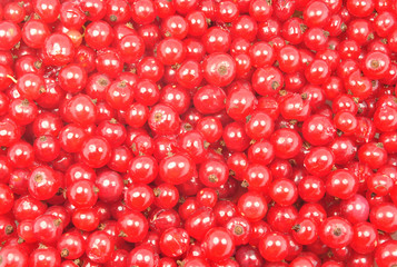 red currant background