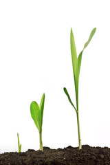 Young corn plant sprout growth stages