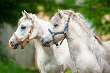 Portrait of two white ponies