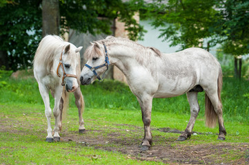 Obraz na płótnie Canvas Two white ponies