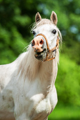 Portrait of white laughing pony