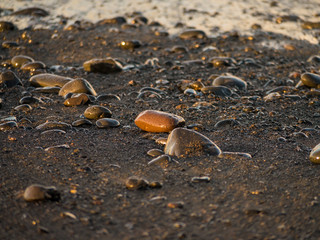 Detail eines Lavastrandes auf Teneriffa
