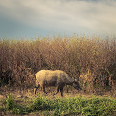 Buffalo walking in drought land