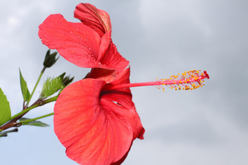 hibiskus © Gerisch