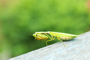 Praying mantis