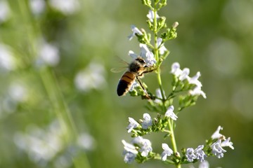 ミントの蜜を吸うミツバチ