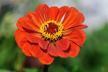 Цветы в саду