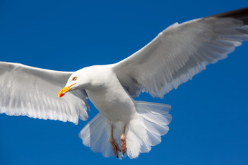 Flying Great Black-backed Gull in Brittany