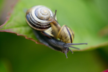 Gartenschnecke