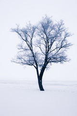 Fototapeta na wymiar Snowy tree