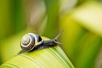 Gartenschnecke © Nailia Schwarz