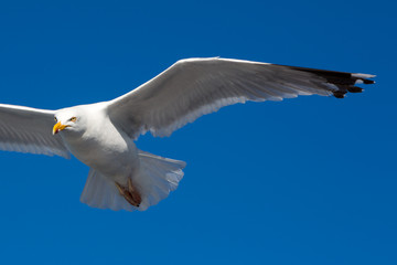 Flying Great Black-backed Gull in Brittany