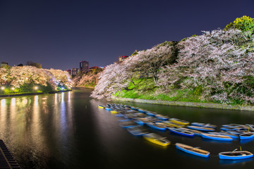 the cherry blossom at Chidorika-Fuji in Tokyo on April 7, 2014