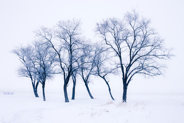 Fototapeta na wymiar Snowy trees