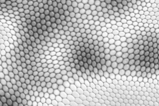 reptile skin