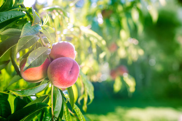 Fresh peaches on a tree in summer