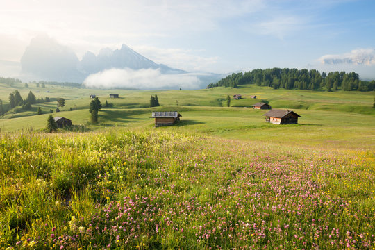 Green summer farmland