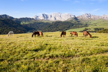 Fototapeta na wymiar Horses at high mountains meadow