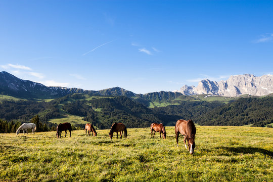 Horses at high mountains meadow