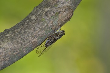 ツクツクボウシ