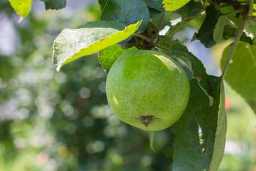 apple in garden