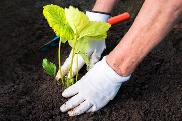 Naklejka premium Woman planting strawberry seedling in a garden