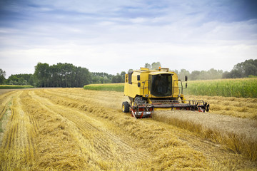Obraz premium Combine harvests wheat on a field