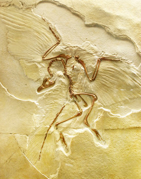 Bird Fossil