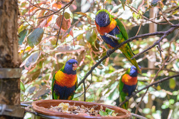 Parrots, Loro Park, Tenerife