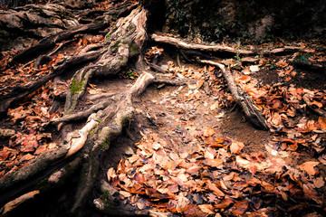 Dark old autumn forest
