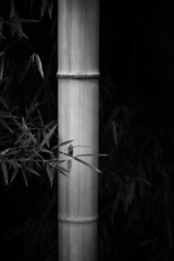 Black and white image of bamboo forest