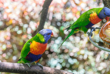 Parrots, Loro Park, Tenerife