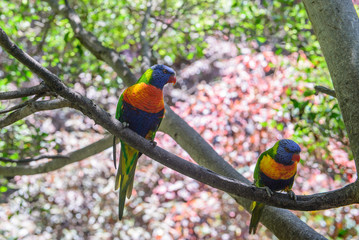 Parrots, Loro Park, Tenerife