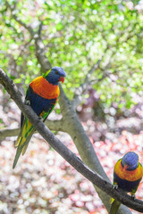 Parrots, Loro Park, Tenerife