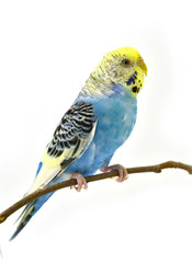 blue budgerigars bird