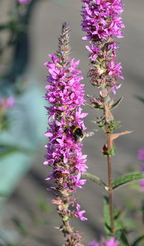 Blutweiderich Bl&uuml;te mit Hummel